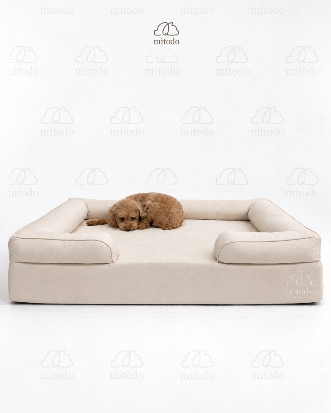 Brownie, our 4kg Miniature Poodle, on a size L Kumo orthopaedic pet bed in Cream