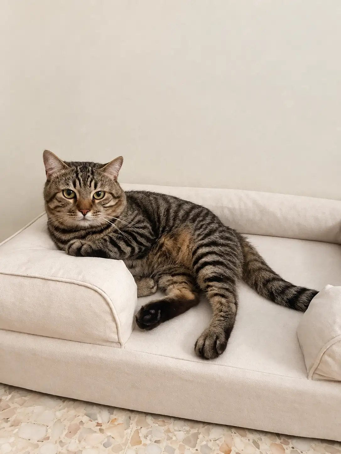 Moi, a customer's tabby cat, stretched out on a Cream Mitodo Kumo orthopaedic dog and cat bed