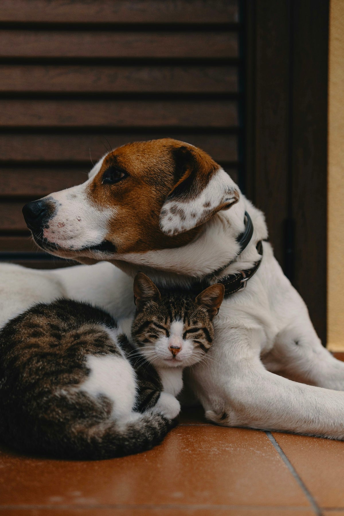 Dog and tabby cat resting together on a tiled floor