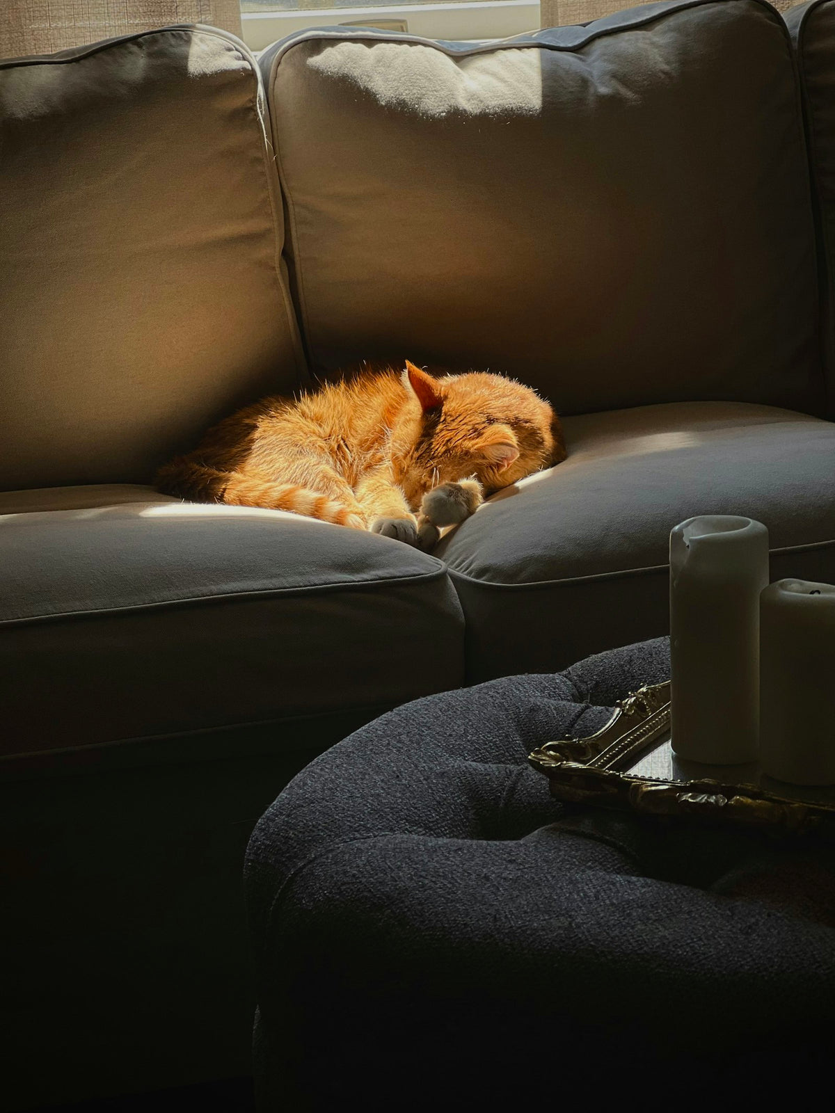 Older ginger cat napping on a sofa in the afternoon sun