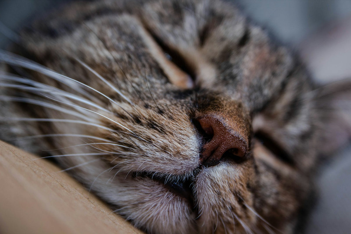 Tabby cat fast asleep on a soft bed