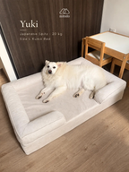 Yuki, a 20kg Japanese Spitz, resting on a size L Mitodo Kumo orthopaedic dog bed in Cream