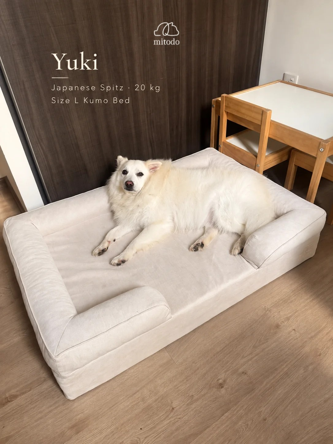 Yuki, a 20kg Japanese Spitz, resting on a size L Mitodo Kumo orthopaedic dog bed in Cream