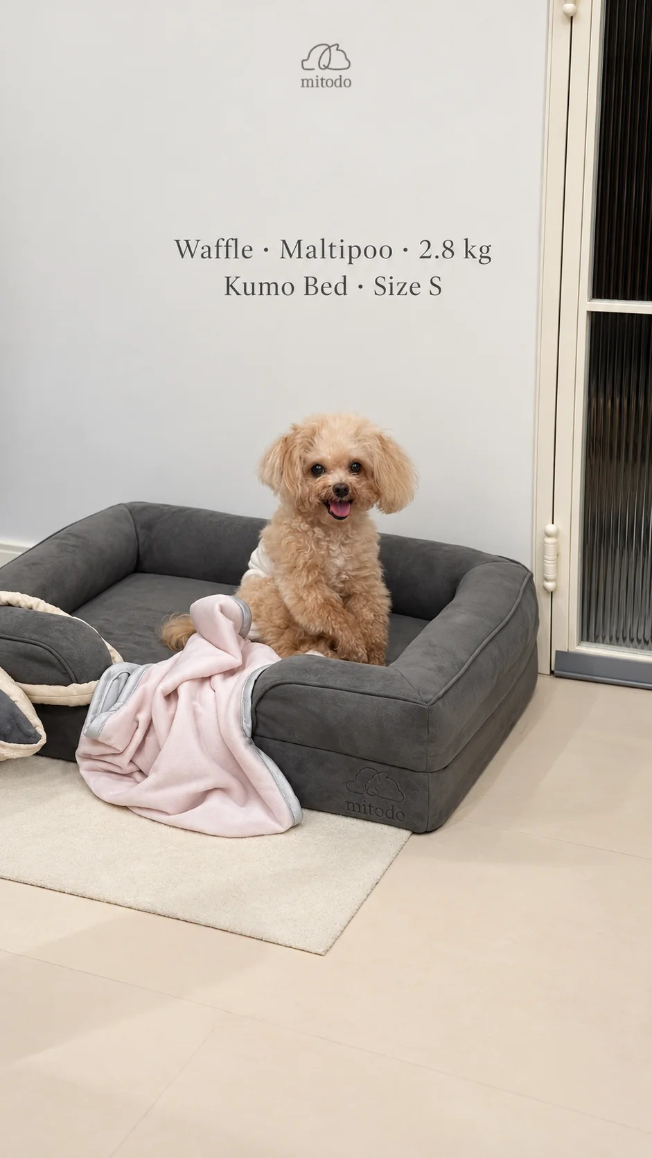 Waffle, a 2.8kg Maltipoo, sitting on a size S Mitodo Kumo orthopaedic dog bed in Charcoal Gray