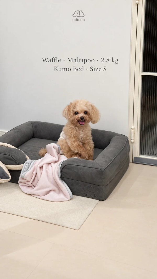 Waffle, a 2.8kg Maltipoo, sitting on a size S Mitodo Kumo orthopaedic dog bed in Charcoal Gray