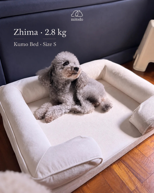 Zhima, a 2.8kg grey poodle, lying on a size S Mitodo Kumo orthopaedic dog bed in Cream