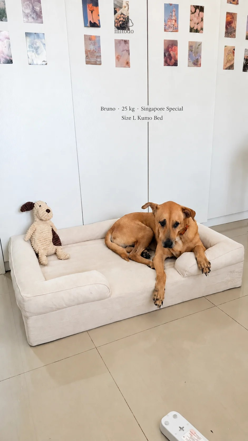 Bruno, a 25kg Singapore Special dog, lying on a size L Mitodo Kumo orthopaedic dog bed in Cream, with a plush toy