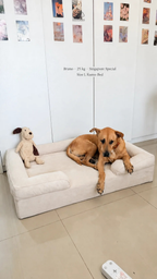 Bruno, a 25kg Singapore Special dog, lying on a size L Mitodo Kumo orthopaedic dog bed in Cream, with a plush toy