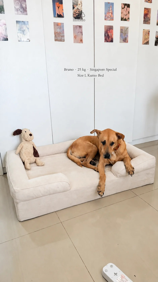 Bruno, a 25kg Singapore Special dog, lying on a size L Mitodo Kumo orthopaedic dog bed in Cream, with a plush toy