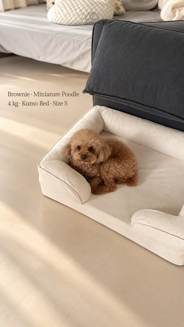 Brownie, our 4kg Miniature Poodle, curled up on a size S Mitodo Kumo orthopaedic dog bed in Cream