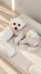 Mantou, our 3.5kg Maltipoo, on a size S Mitodo Kumo orthopaedic pet bed in Cream