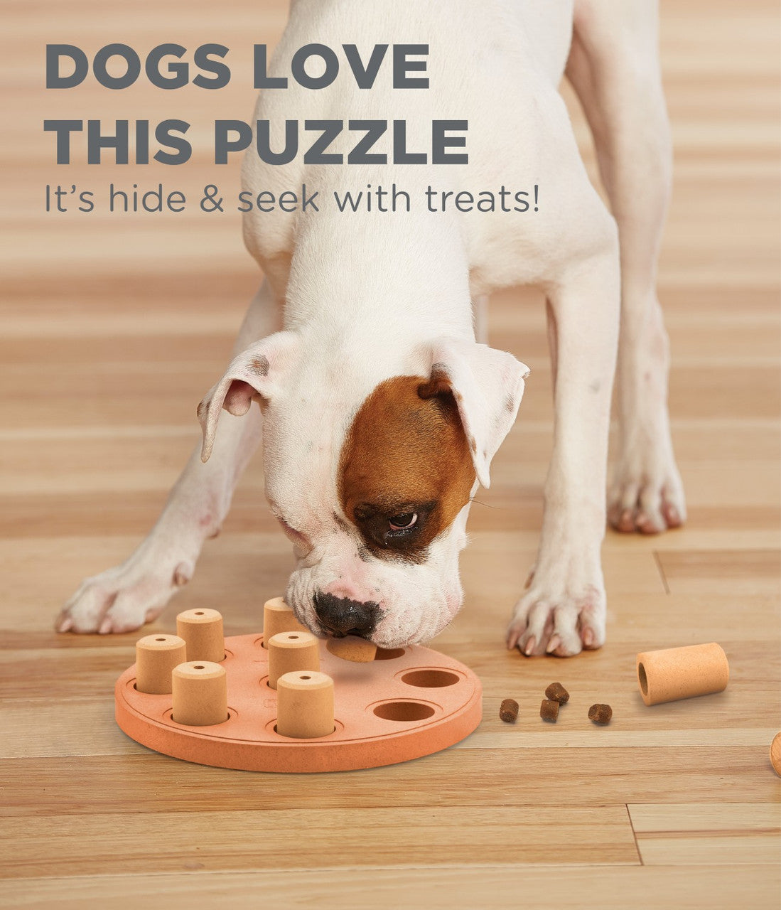 Dog playing with the Dog Smart (Level 1) puzzle