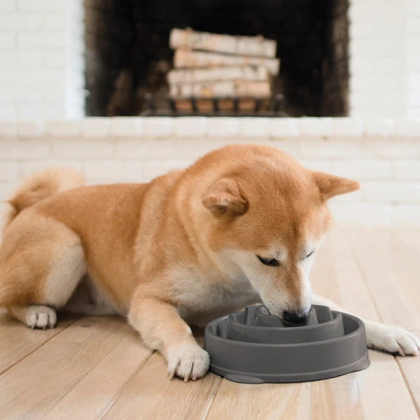 Dog eating from an Outward Hound Fun Feeder Slo Bowl