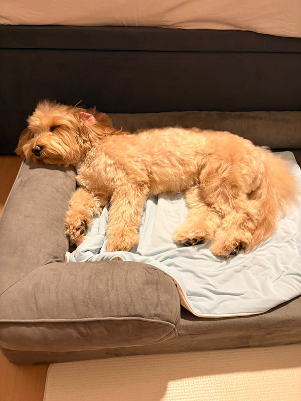 Dog napping on a Mitodo Kumo bed