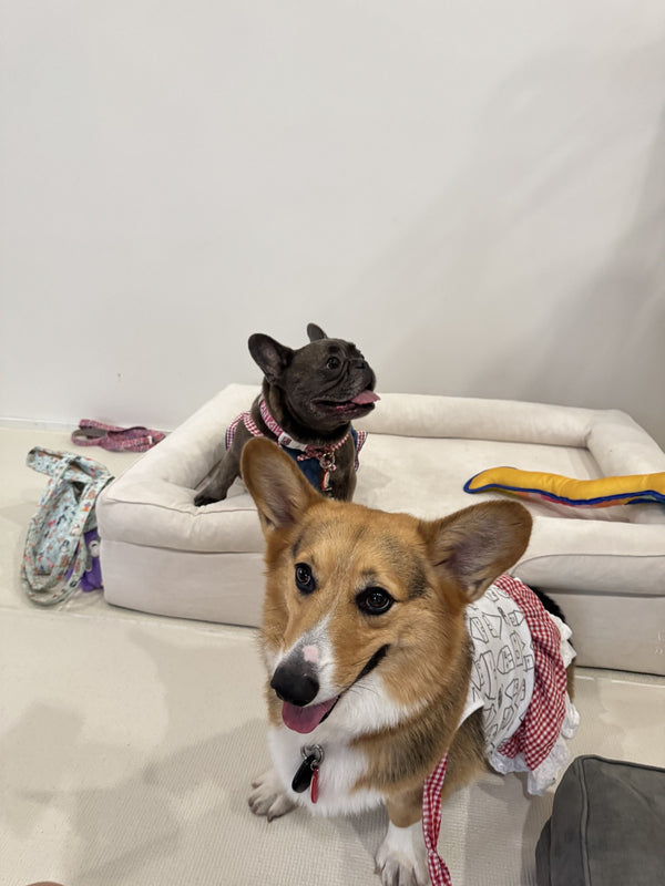Corgi and French Bulldog on a Mitodo Kumo bed