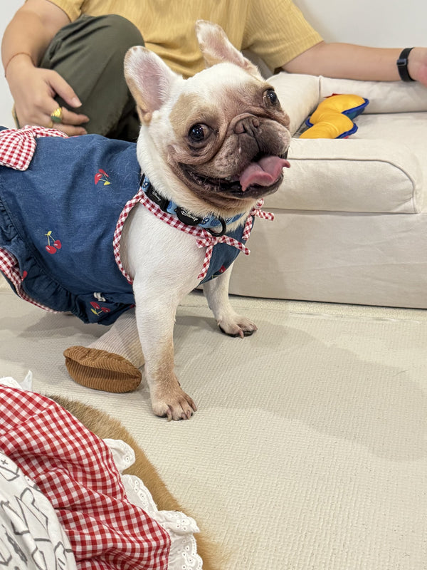 French Bulldog by a Mitodo Kumo bed