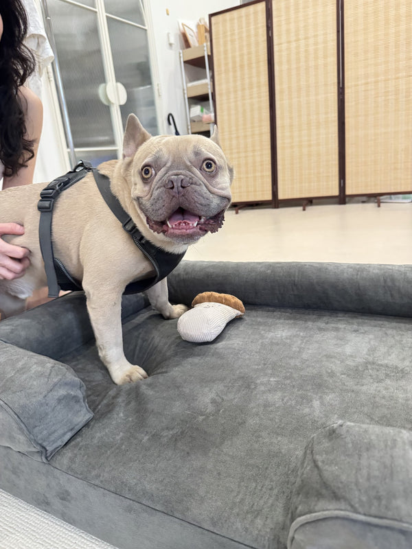 French Bulldog on a Mitodo Kumo bed