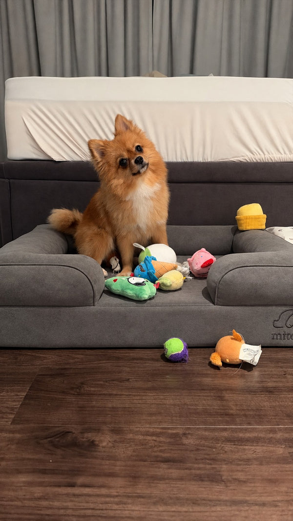 Pomeranian on a Mitodo Kumo bed