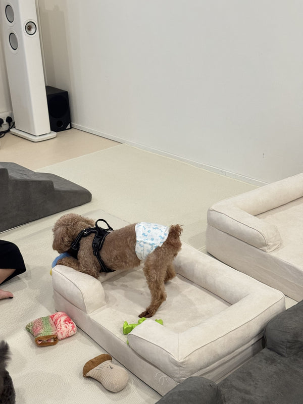 Poodle on a Mitodo Kumo bed