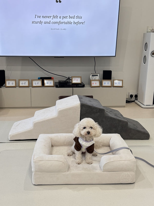 Poodle on a Mitodo Kumo bed with Mitodo Sora stairs