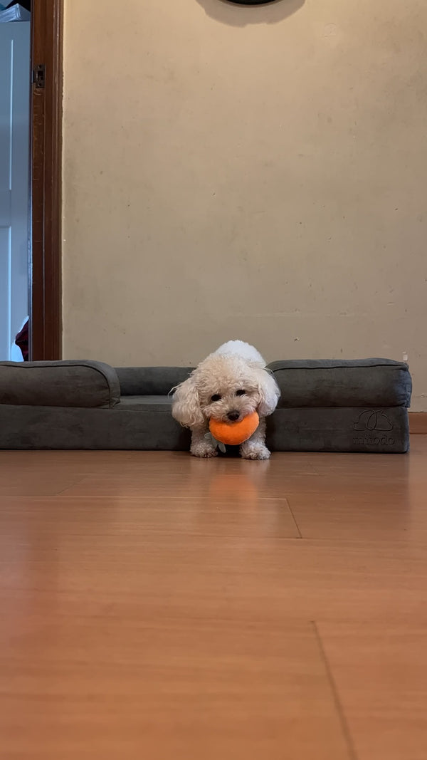 Poodle with a ball on a Mitodo Kumo bed