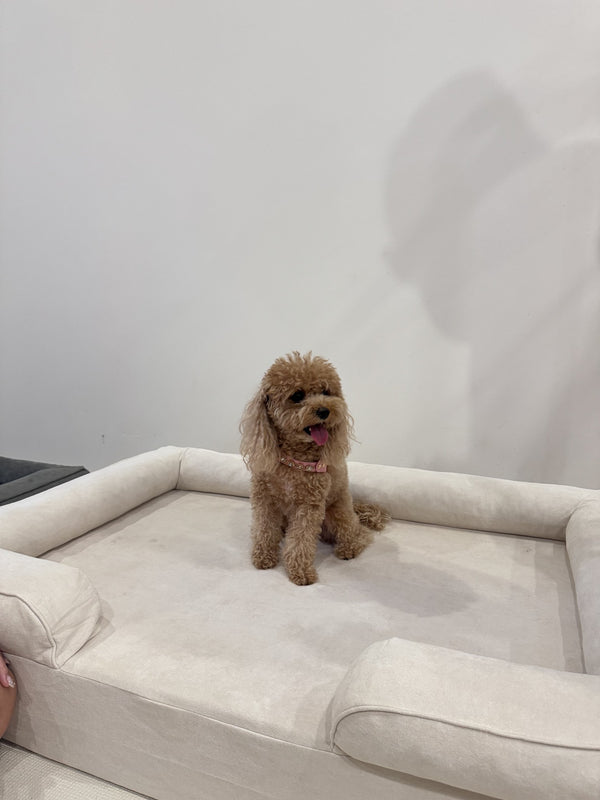 Poodle on a Mitodo Kumo bed