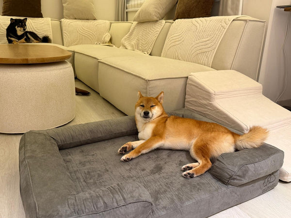 Shiba Inu on a Mitodo Kumo bed with Mitodo Sora stairs