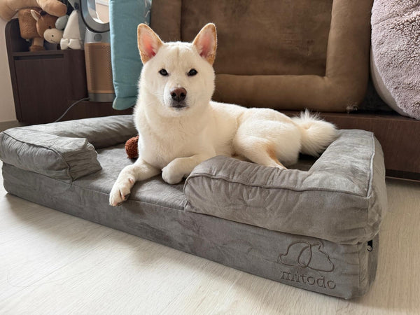 Shiba Inu on a Mitodo Kumo bed