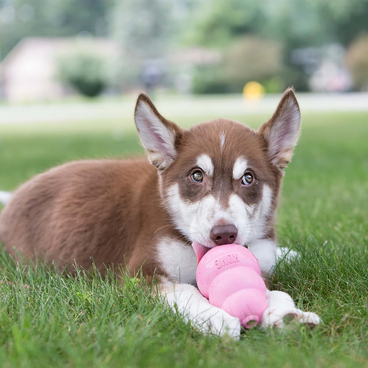 Puppy chewing a KONG Puppy toy