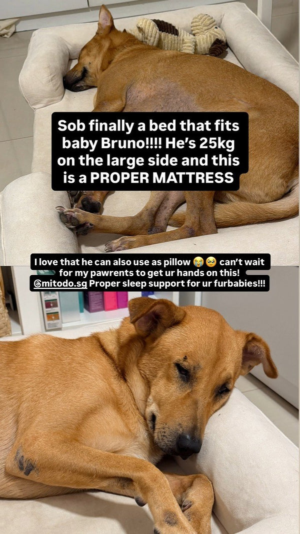 Instagram story from a customer: Finally a bed that fits baby Bruno!!!! He’s 25kg… this is a PROPER MATTRESS