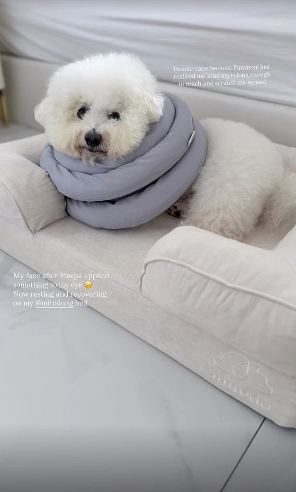 Bailey, a bichon in a recovery cone, resting on a cream Kumo bed