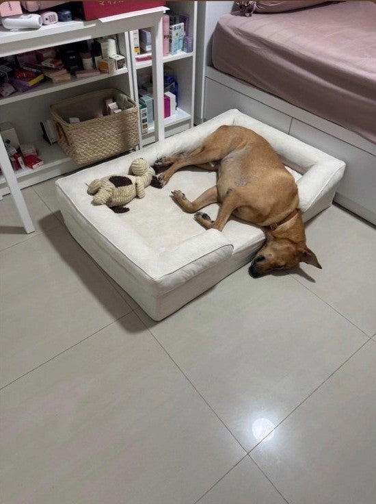 Bruno, a 25 kg dog, fast asleep on his large Kumo bed