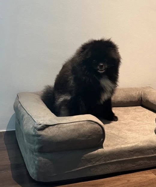 Casper, a black Pomeranian, sitting on his small charcoal Kumo bed