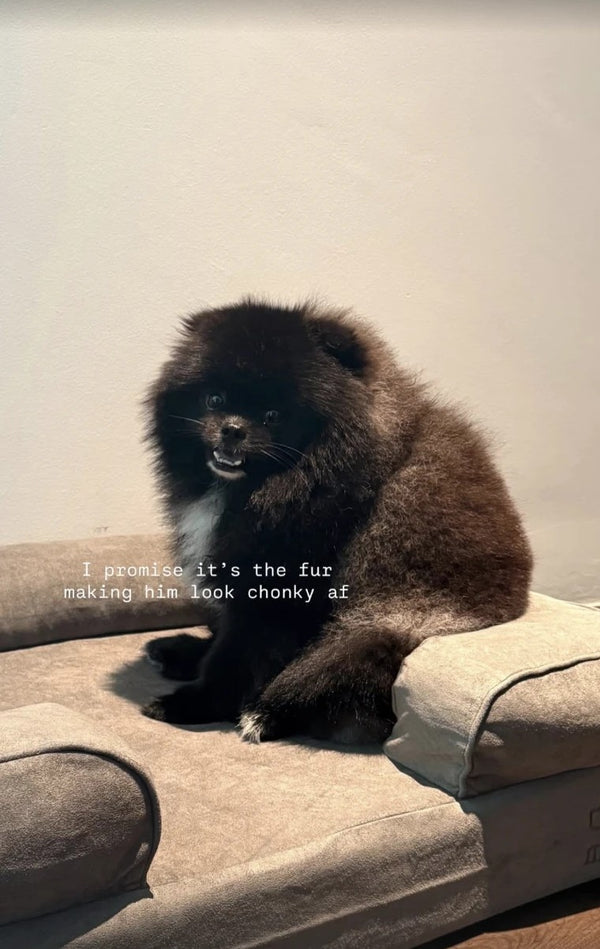 Casper, a fluffy black Pomeranian, on his Kumo bed