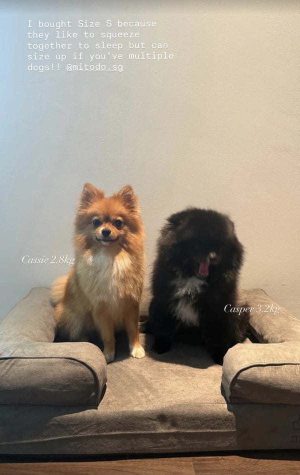 Cassie (2.8 kg) and Casper (3.2 kg), two Pomeranians, sitting together on a small Kumo bed