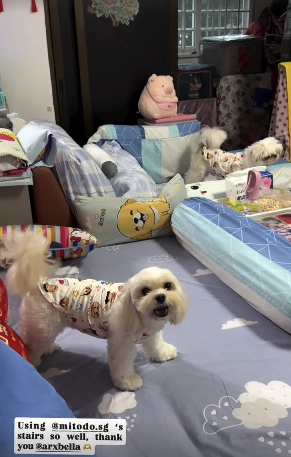Instagram story from @jovialteoo: a small white dog on the bed, using Sora stairs to get up