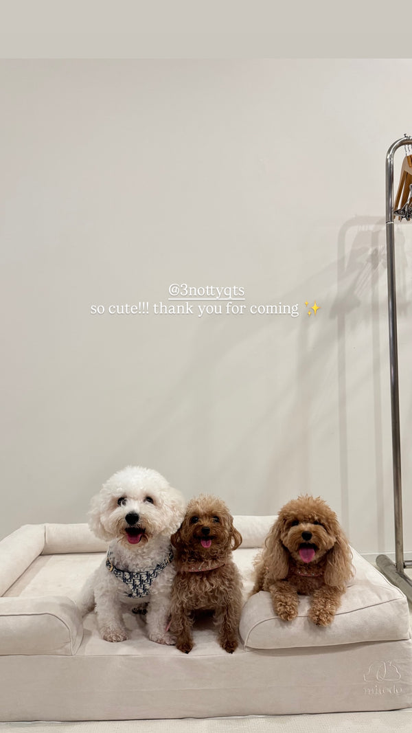 Three dogs on a Mitodo Kumo bed