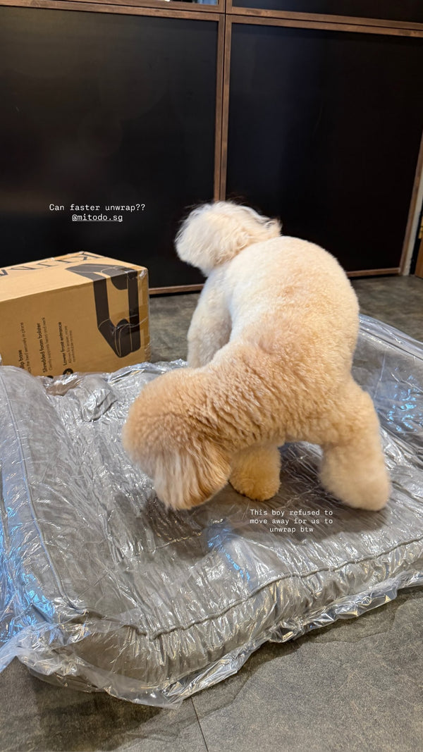 Dog on a Mitodo Kumo bed