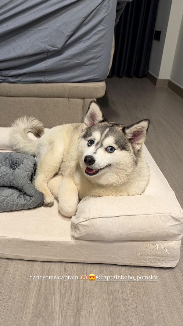 Captain the pomsky on a Mitodo Kumo bed