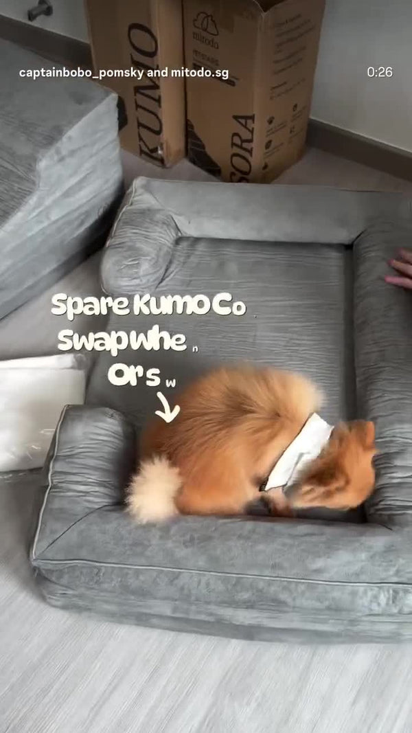 Two Pomskies on a grey Kumo bed