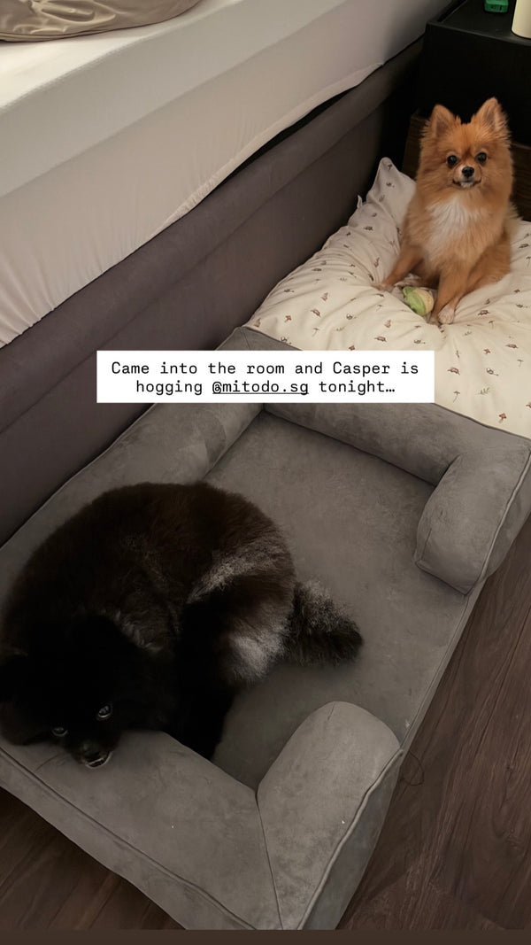 Casper the Pomeranian on a Mitodo Kumo bed