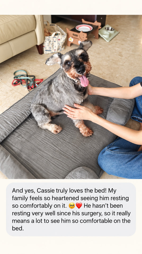 Cassie the schnauzer on a Mitodo Kumo bed