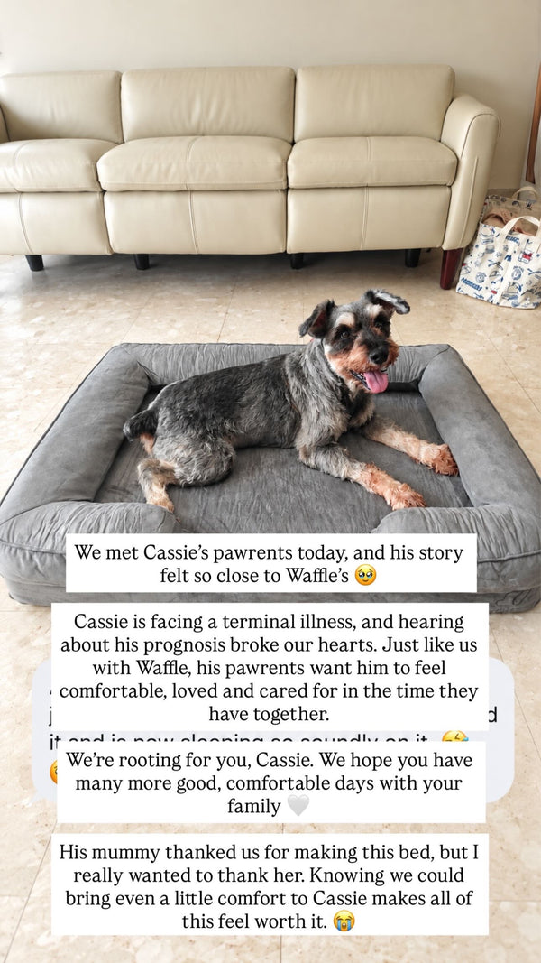 Cassie the schnauzer on a Mitodo Kumo bed