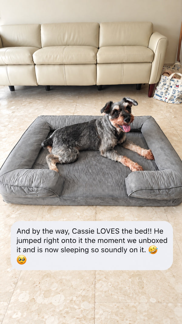 Cassie the schnauzer on a Mitodo Kumo bed