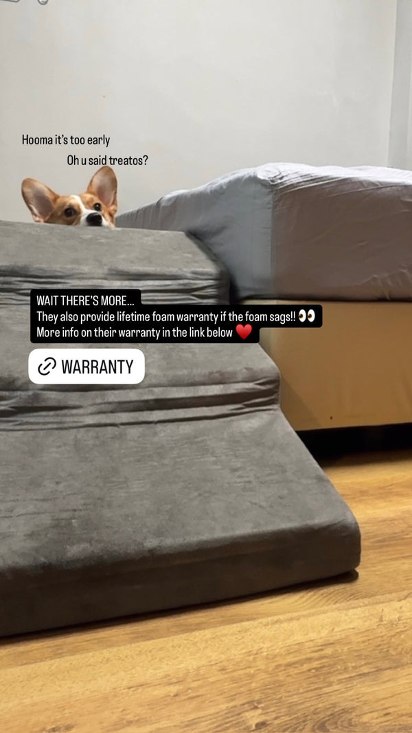 Corgi peeking over a grey Kumo bed with Sora stairs