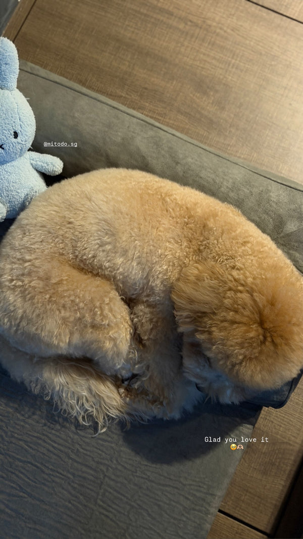 Dog curled up on a Mitodo Kumo bed