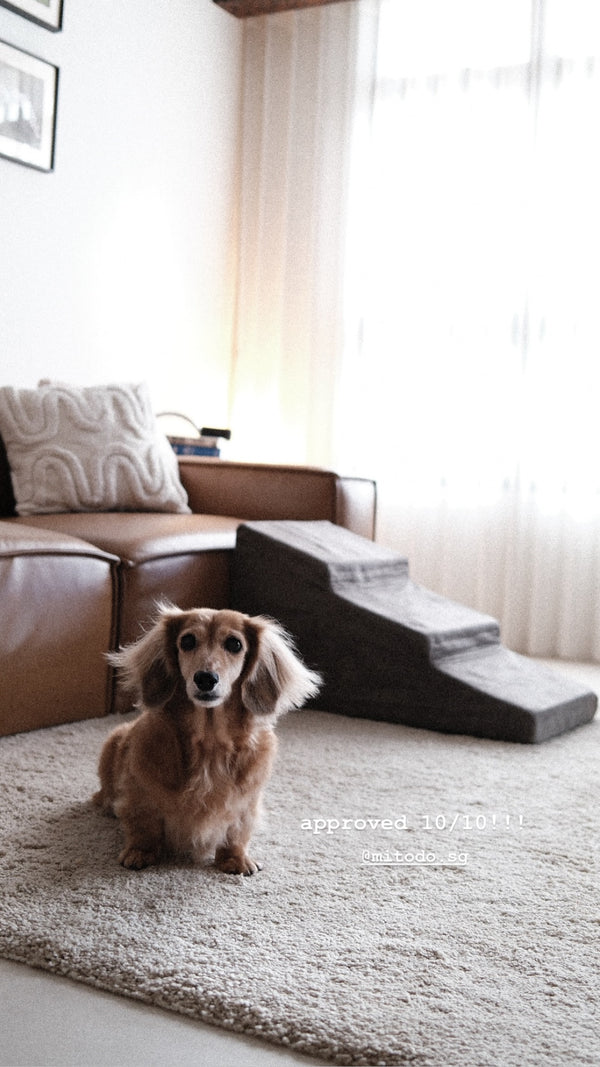 Dachshund in front of Mitodo Sora stairs