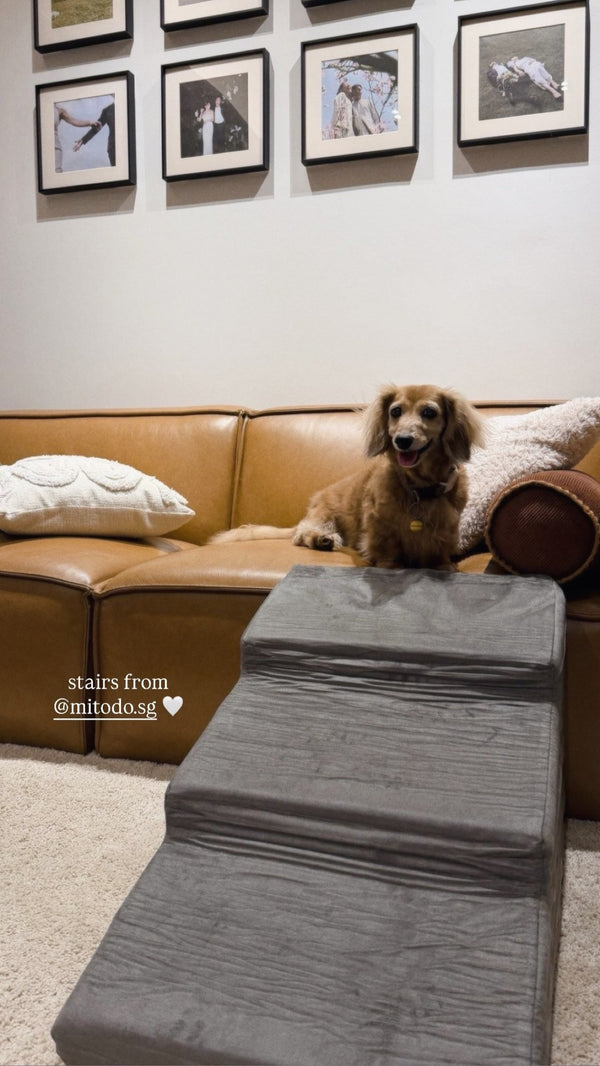 Dachshund on the sofa with grey Sora stairs