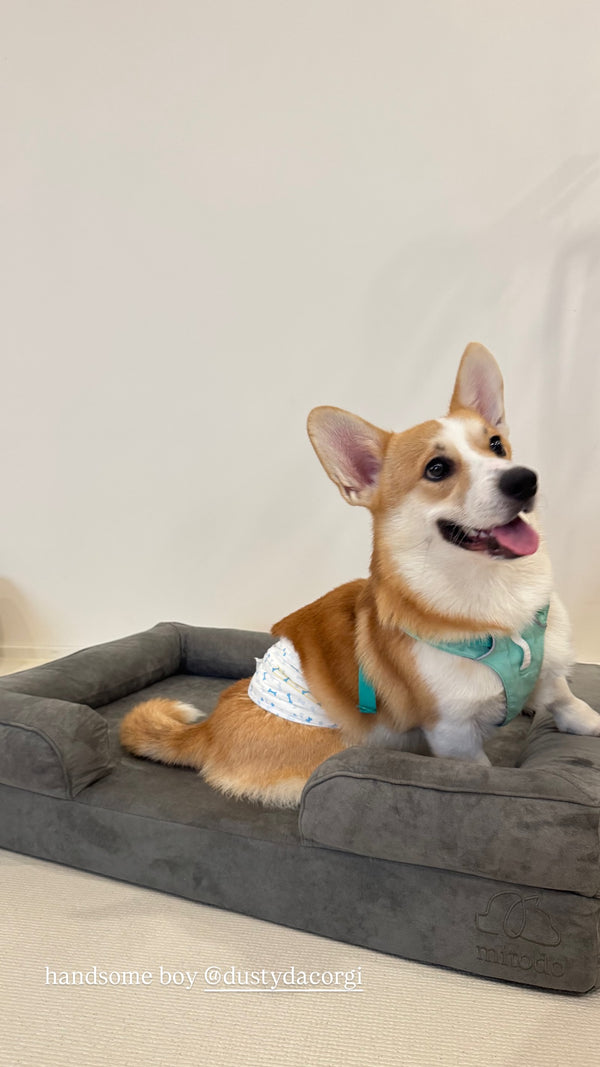Dusty the corgi on a Mitodo Kumo bed