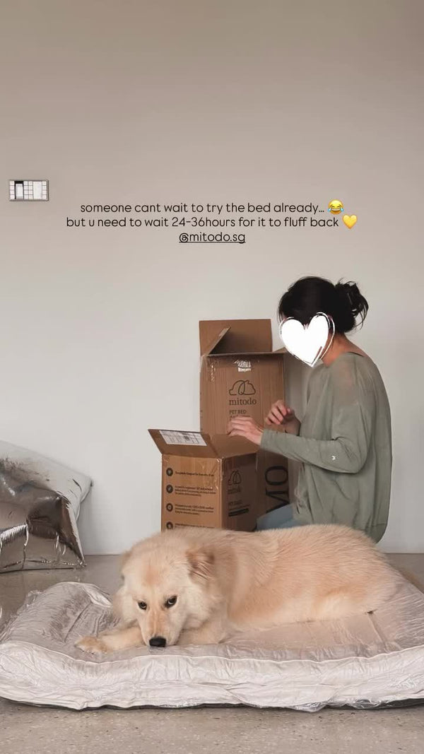 Golden retriever lying on a Kumo bed straight out of the box